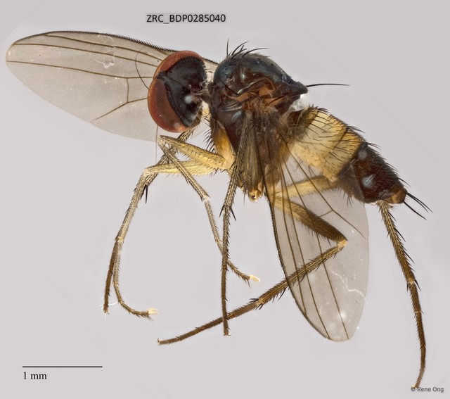 Dolichopodidae sp. "ZRCBDP0005570" • © Rene Ong • All Rights Reserved
