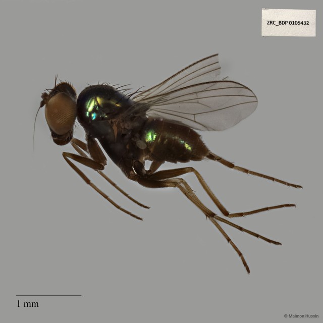 Dolichopodidae sp. "ZRCBDP0019834" • © Maimon Hussin • All Rights Reserved