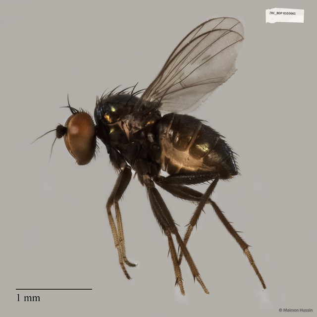 Dolichopodidae sp. "ZRCBDP0025330" • © Maimon Hussin • All Rights Reserved