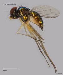 Dolichopodidae sp. "ZRCBDP0041208" • © Rene Ong • All Rights Reserved