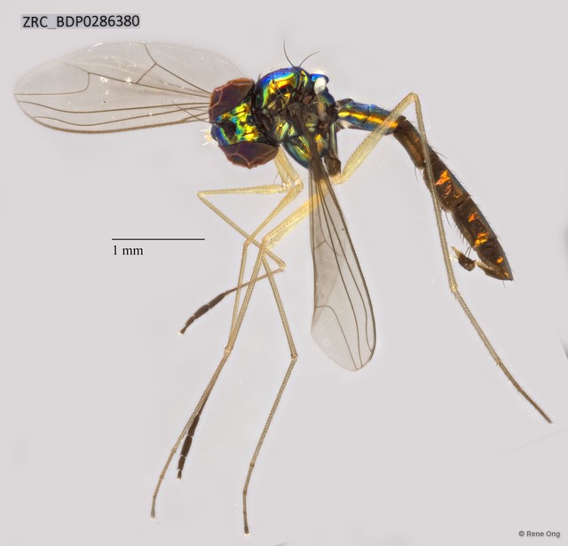Dolichopodidae sp. "ZRCBDP0041208"