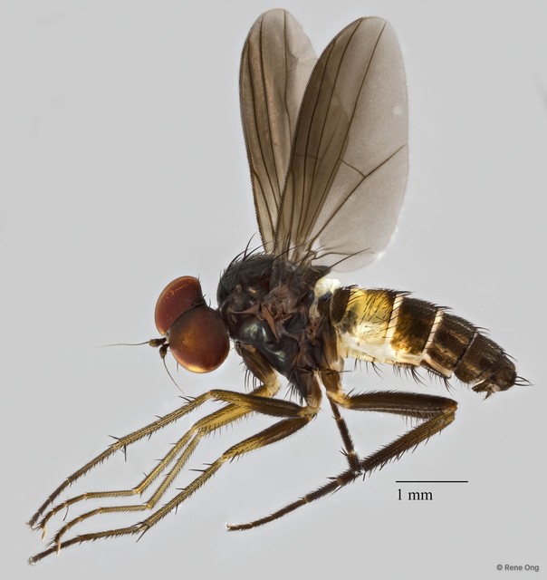 Dolichopodidae sp. "ZRCBDP0041226" • © Rene Ong • All Rights Reserved
