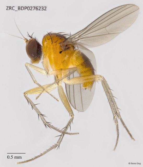 Dolichopodidae sp. "ZRCBDP0041265" • © Rene Ong • All Rights Reserved