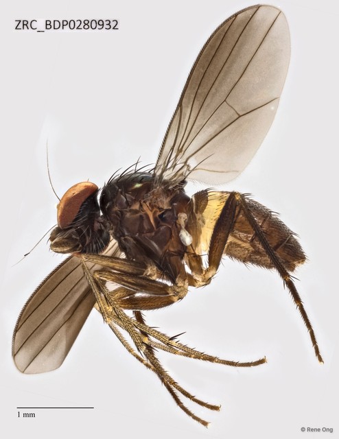 Dolichopodidae sp. "ZRCBDP0068365" • © Rene Ong • All Rights Reserved