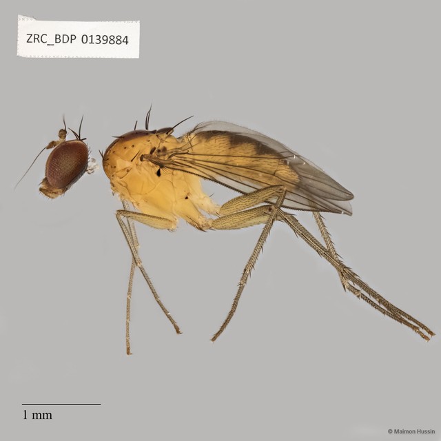 Dolichopodidae sp. "ZRCBDP0069380" • © Maimon Hussin • All Rights Reserved
