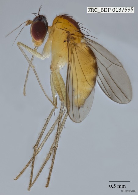 Dolichopodidae sp. "ZRCBDP0075107" • © Rene Ong • All Rights Reserved