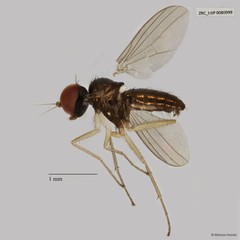 Dolichopodidae sp. "ZRCBDP0079964" • © Maimon Hussin • All Rights Reserved