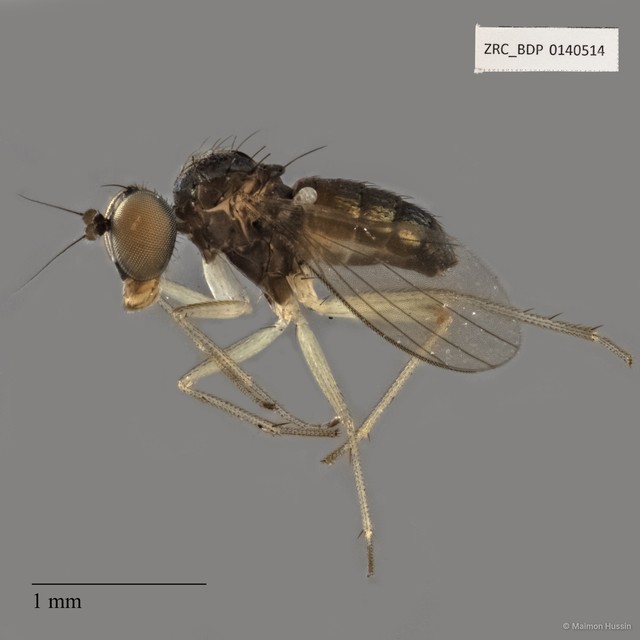 Dolichopodidae sp. "ZRCBDP0079964"