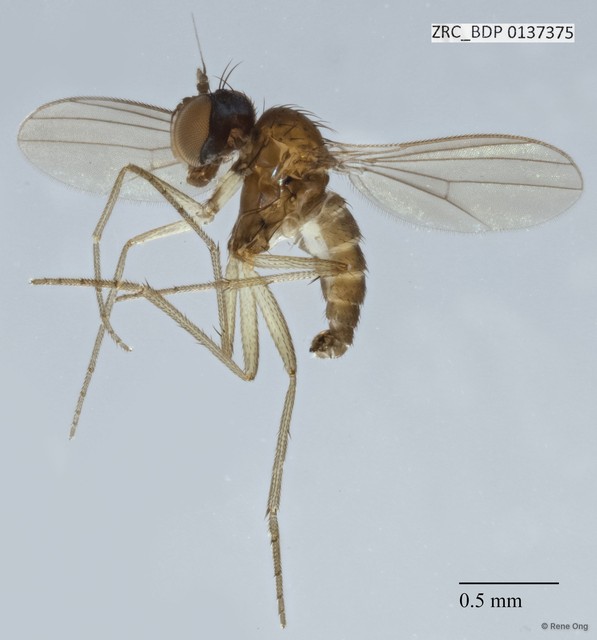 Dolichopodidae sp. "ZRCBDP0081601" • © Rene Ong • All Rights Reserved