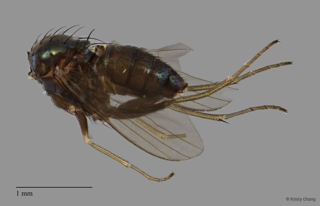 Dolichopodidae sp. "ZRCBDP0081864" • © Kristy Chang • All Rights Reserved