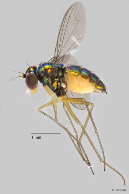 Dolichopodidae sp. "ZRCBDP0082577" • © Rene Ong • All Rights Reserved