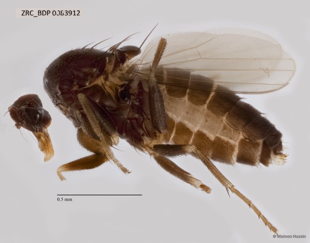 Dolichopodidae sp. "ZRCBDP0083912" • © Maimon Hussin • All Rights Reserved