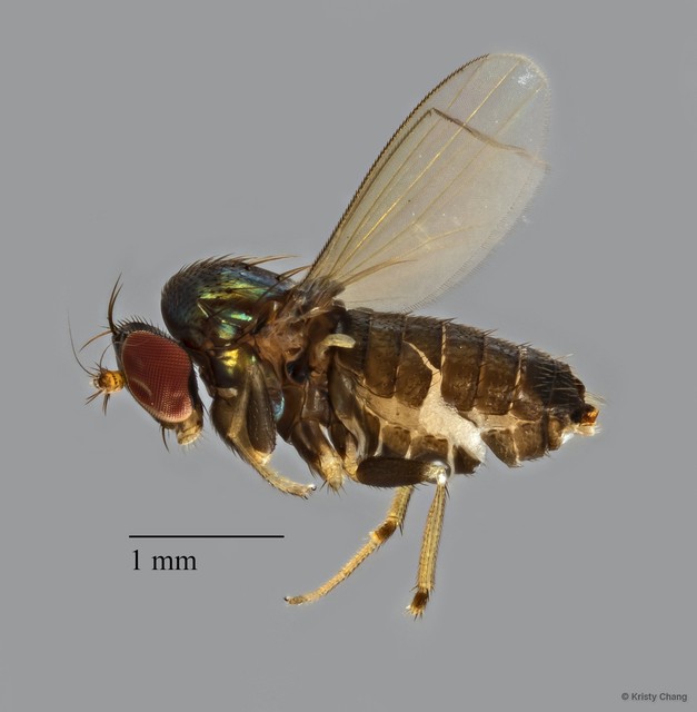 Medeterinae sp. "ZRCBDP0085237"