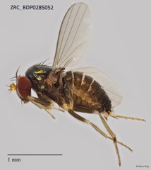 Medeterinae sp. "ZRCBDP0085237" • © Rene Ong • All Rights Reserved