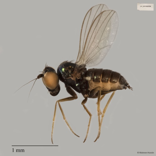 Dolichopodidae sp. "ZRCBDP0090556" • © Maimon Hussin • All Rights Reserved