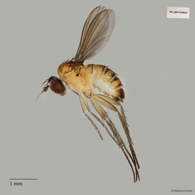 Dolichopodidae sp. "ZRCBDP0104814" • © Maimon Hussin • All Rights Reserved
