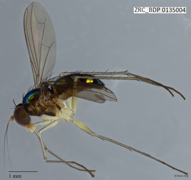 Dolichopodidae sp. "ZRCBDP0135004" • © Rene Ong • All Rights Reserved