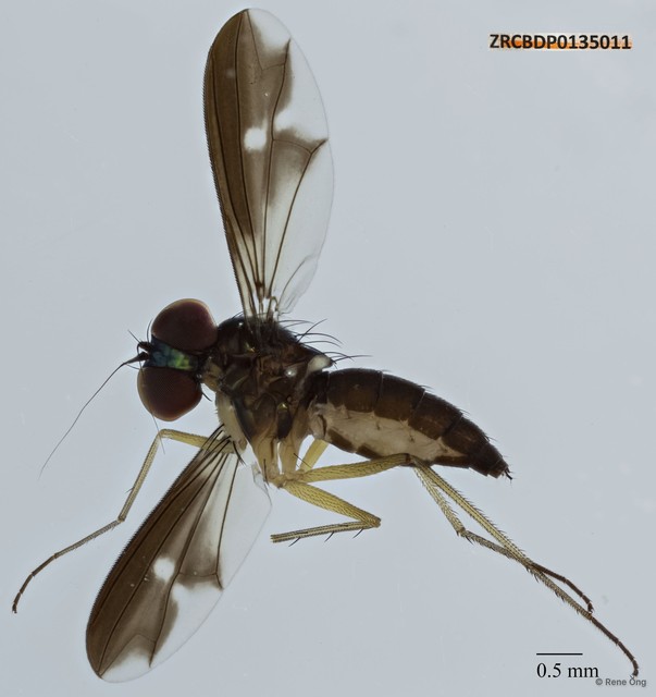 Dolichopodidae sp. "ZRCBDP0135011" • © Rene Ong • All Rights Reserved