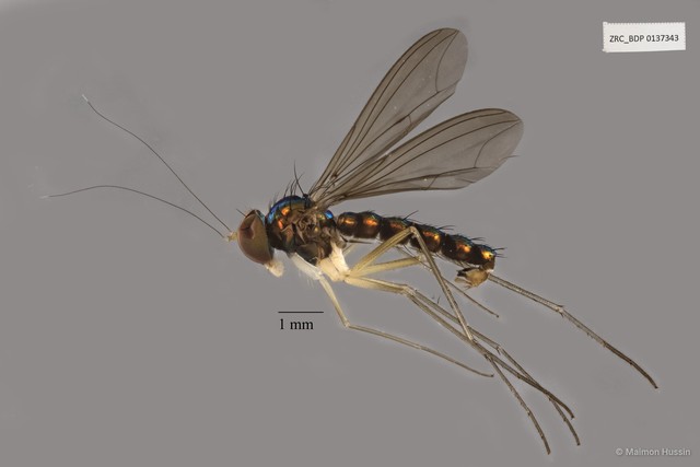 Dolichopodidae sp. "ZRCBDP0137343" • © Maimon Hussin • All Rights Reserved