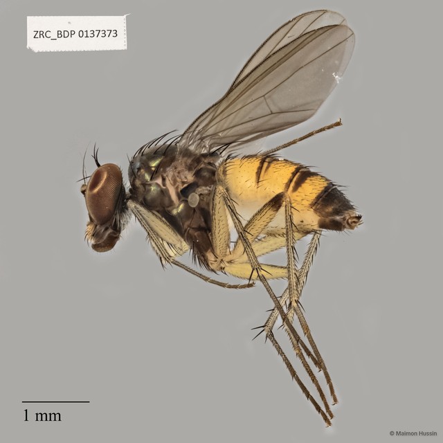 Dolichopodidae sp. "ZRCBDP0137373" • © Maimon Hussin • All Rights Reserved