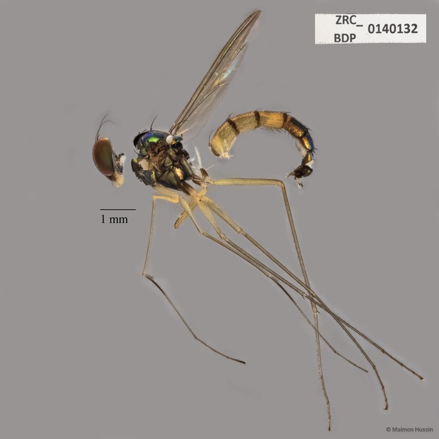 Dolichopodidae sp. "ZRCBDP0140132" • © Maimon Hussin • All Rights Reserved