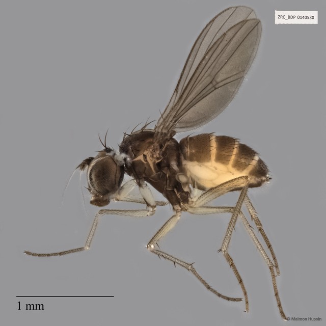 Dolichopodidae sp. "ZRCBDP0140530" • © Maimon Hussin • All Rights Reserved