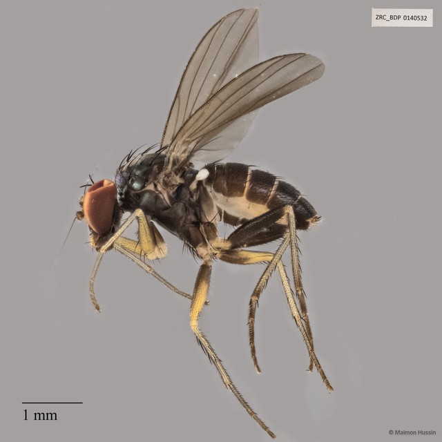 Dolichopodidae sp. "ZRCBDP0140532" • © Maimon Hussin • All Rights Reserved