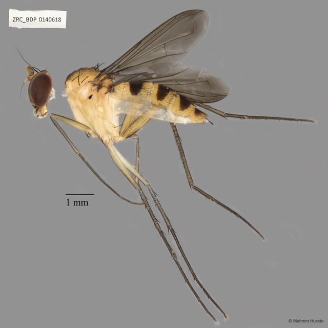 Dolichopodidae sp. "ZRCBDP0140618" • © Maimon Hussin • All Rights Reserved