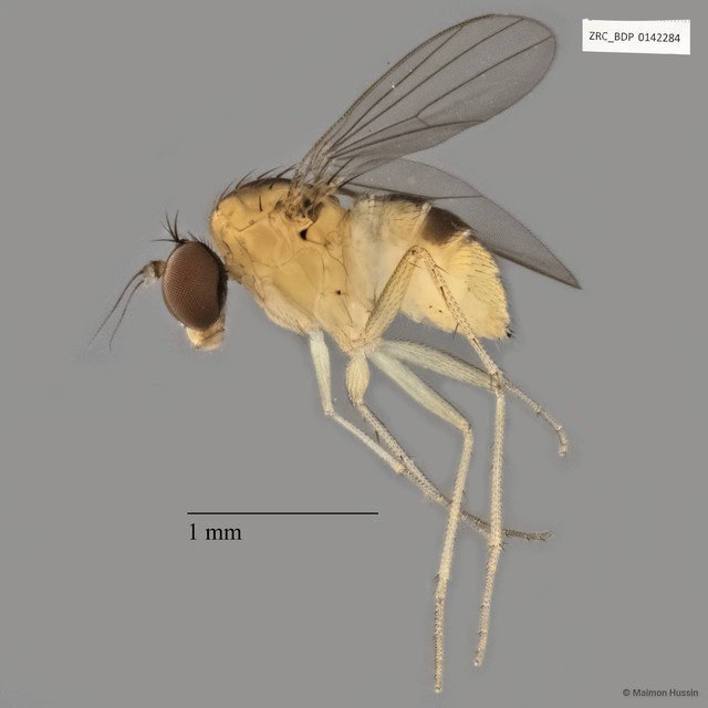 Dolichopodidae sp. "ZRCBDP0142284" • © Maimon Hussin • All Rights Reserved