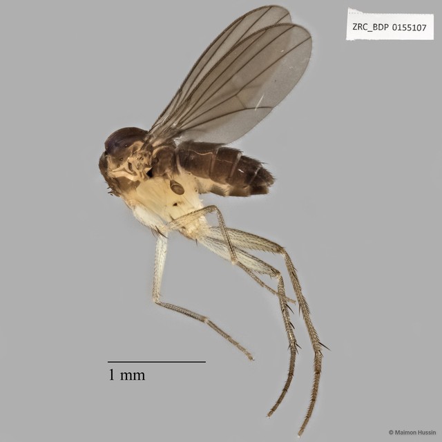 Dolichopodidae sp. "ZRCBDP0155107" • © Maimon Hussin • All Rights Reserved