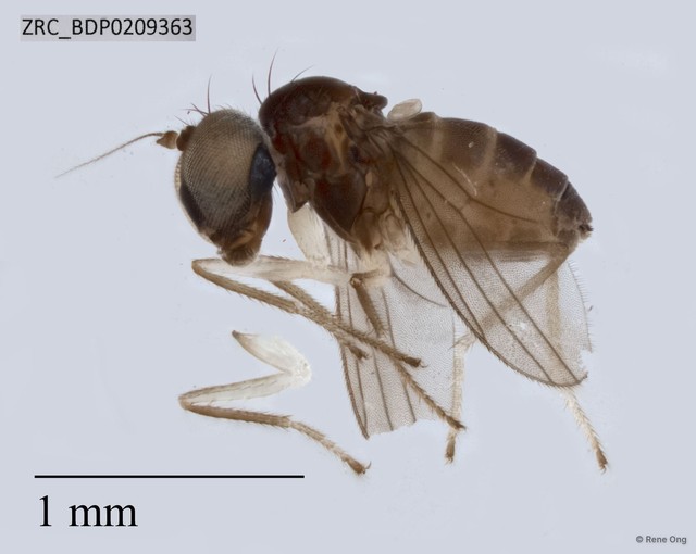 Dolichopodidae sp. "ZRCBDP0209363" • © Rene Ong • All Rights Reserved