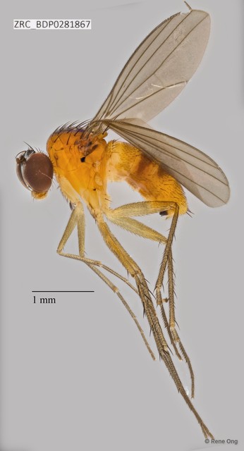 Dolichopodidae sp. "ZRCBDP0256414" • © Rene Ong • All Rights Reserved