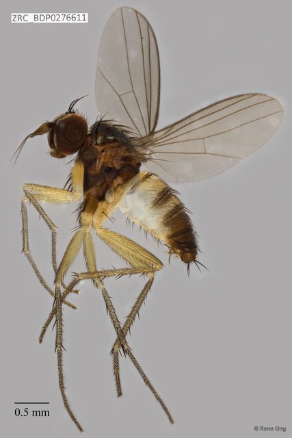 Dolichopodidae sp. "ZRCBDP0256771" • © Rene Ong • All Rights Reserved