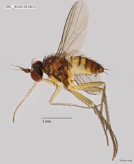 Dolichopodidae sp. "ZRCBDP0256771" • © Rene Ong • All Rights Reserved