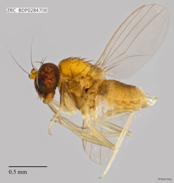 Dolichopodidae sp. "ZRCBDP0257723" • © Rene Ong • All Rights Reserved