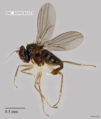 Dolichopodidae sp. "ZRCBDP0257981" • © Rene Ong • All Rights Reserved