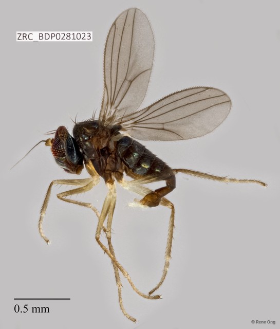 Dolichopodidae sp. "ZRCBDP0257981" • © Rene Ong • All Rights Reserved