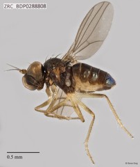 Dolichopodidae sp. "ZRCBDP0257981" • © Rene Ong • All Rights Reserved