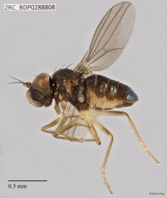 Dolichopodidae sp. "ZRCBDP0257981"