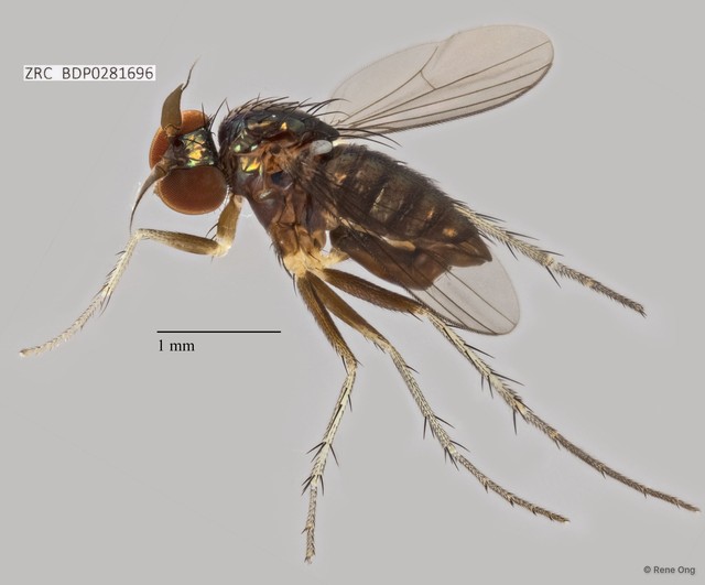 Dolichopodidae sp. "ZRCBDP0281696" • © Rene Ong • All Rights Reserved