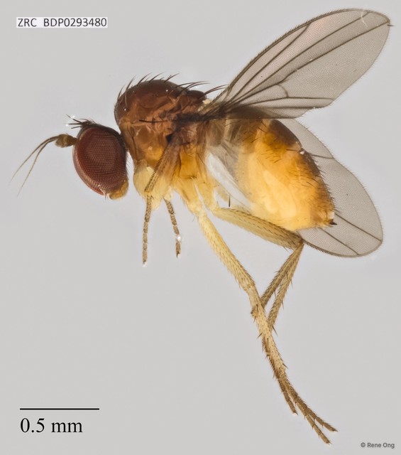 Dolichopodidae sp. "ZRCBDP0293480" • © Rene Ong • All Rights Reserved
