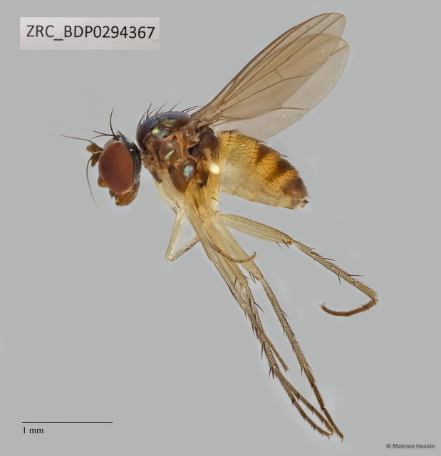 Dolichopodidae sp. "ZRCBDP0293987" • © Maimon Hussin • All Rights Reserved