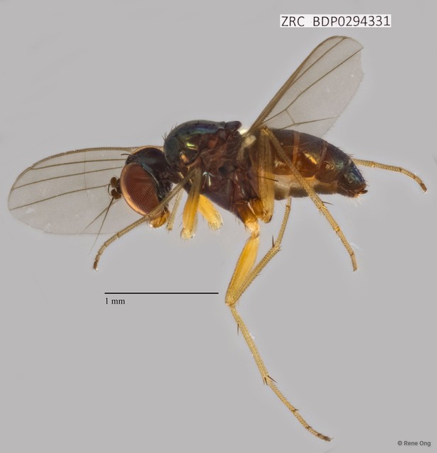 Dolichopodidae sp. "ZRCBDP0294331" • © Rene Ong • All Rights Reserved