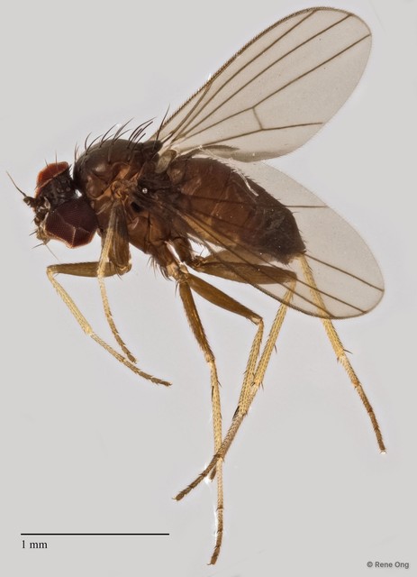 Dolichopodidae sp. "ZRCBDP0295147" • © Rene Ong • All Rights Reserved
