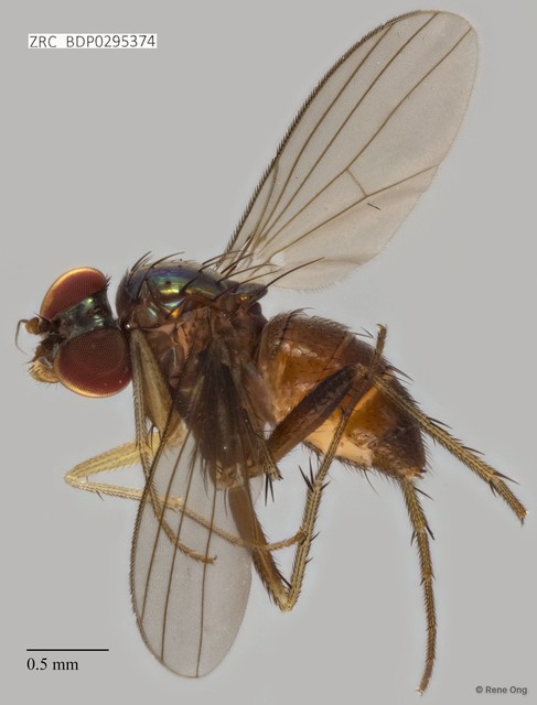 Dolichopodidae sp. "ZRCBDP0295374" • © Rene Ong • All Rights Reserved