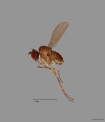 Acropsilus sp. "1" • © Chin Kai Qing • All Rights Reserved