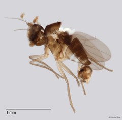 Acropsilus sp. "1" • © Chin Kai Qing • All Rights Reserved