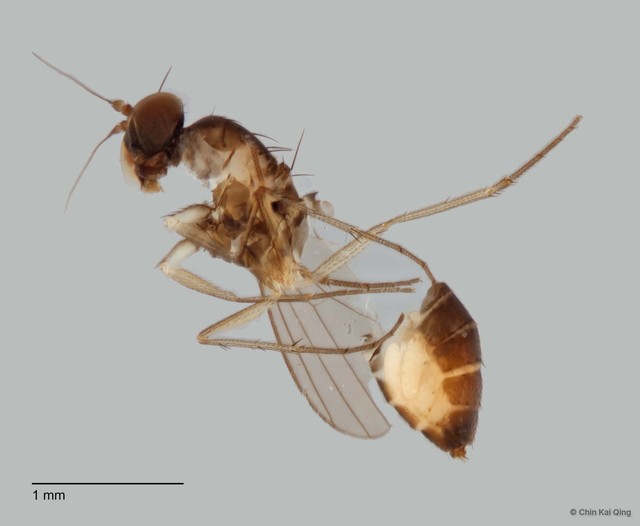 Acropsilus sp. "2" • © Chin Kai Qing • All Rights Reserved
