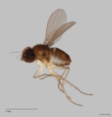 Acropsilus sp. "3"