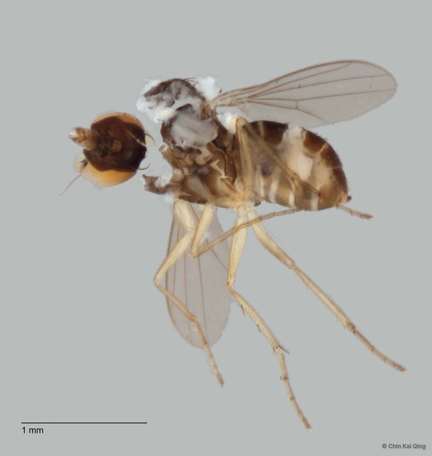 Acropsilus sp. "4" • © Chin Kai Qing • All Rights Reserved